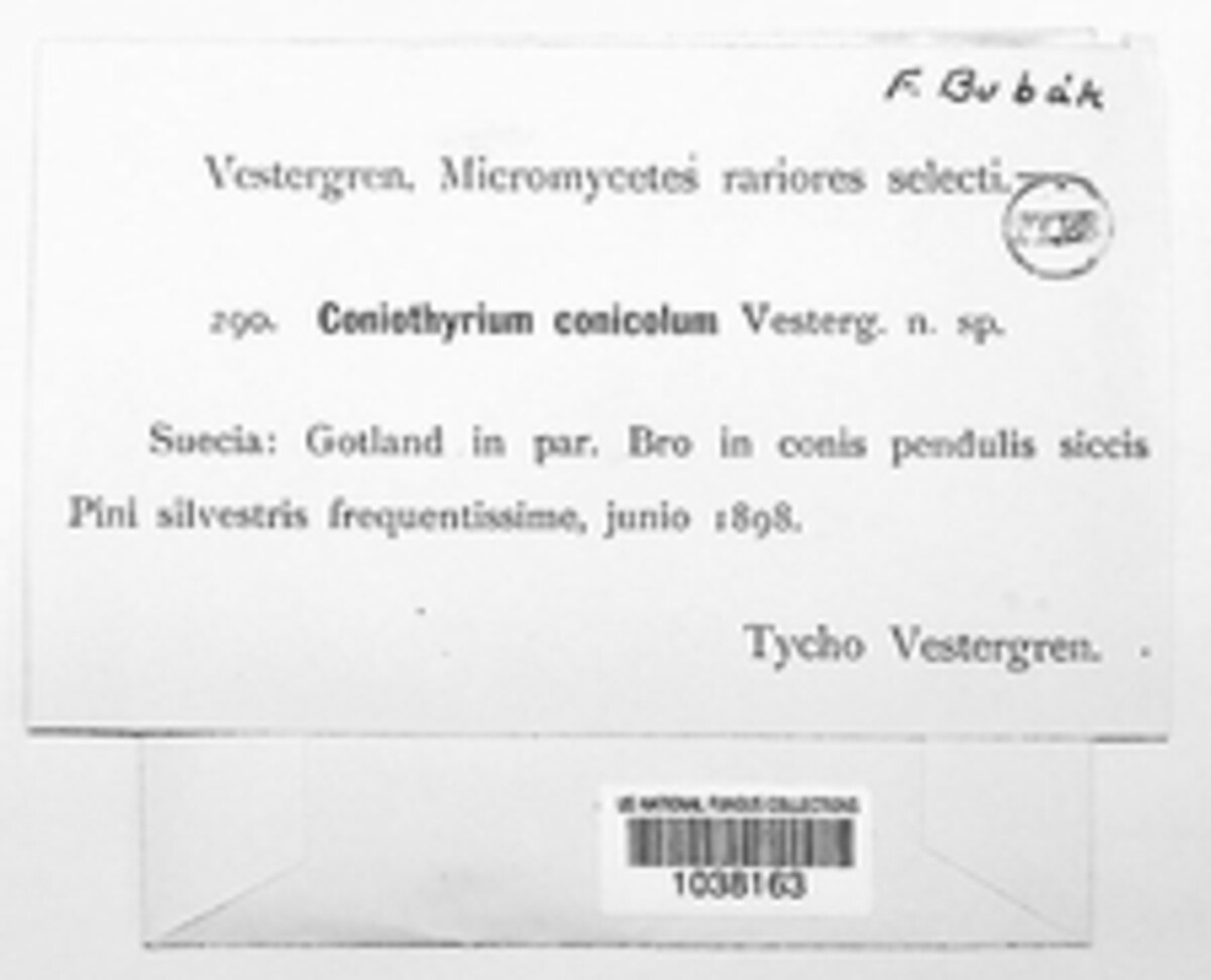 Coniothyrium conicola image